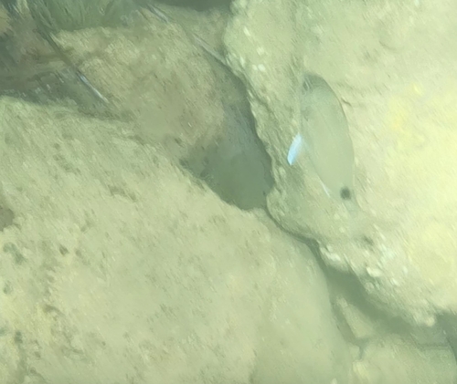 Diplodus observed 2026-10-27