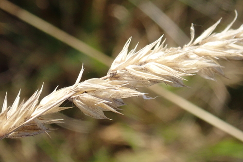 Anthoxanthum odoratum observed 2026-10-27