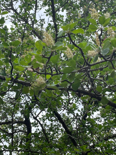 Terminalia observed 2026-10-27