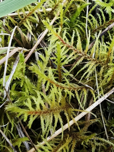 Abietinella abietina observed 2026-10-27