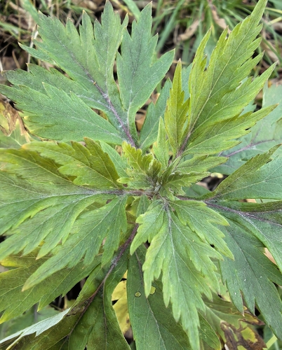Artemisia vulgaris observed 2026-10-27