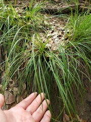 Carex planostachys