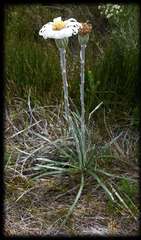 Celmisia pugioniformis