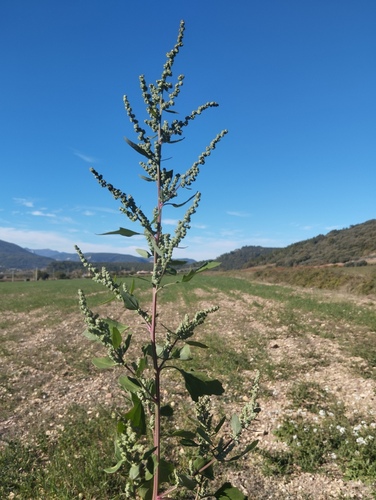 Atriplex observed 2026-10-27