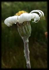 Celmisia pugioniformis