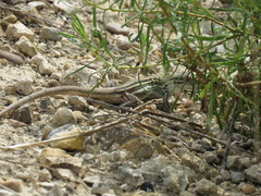 Aspidoscelis laredoensis