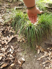 Carex planostachys
