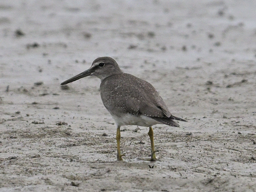 Tringa brevipes observed 2026-10-27
