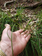 Carex planostachys
