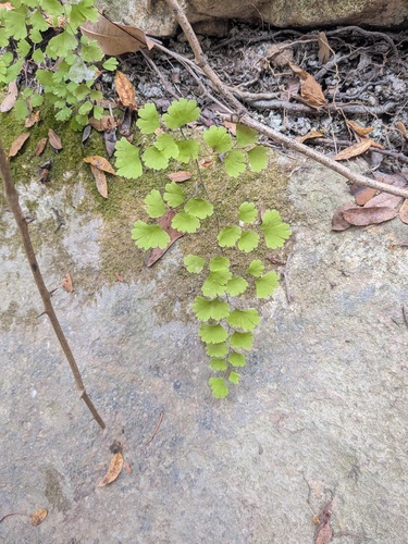 Adiantum capillus-veneris observed 2026-10-27