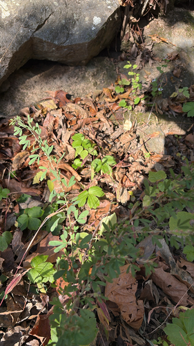 Lespedeza cuneata observed 2026-10-27