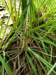 Carex planostachys