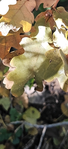 Quercus robur observed 2026-10-27