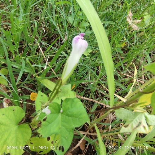 Ipomoea nil observed 2026-10-27