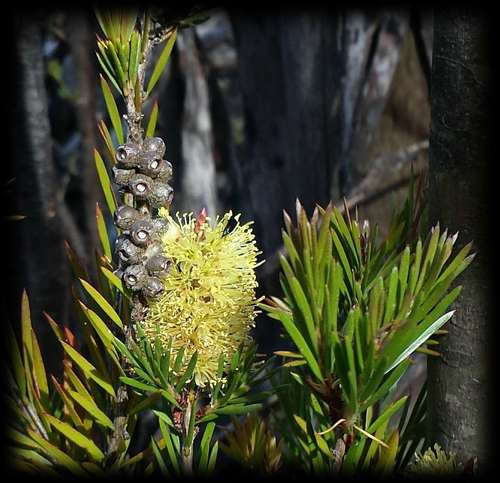 Image of Melaleuca pityoides by (c) Russell Best, some rights reserved (CC BY)