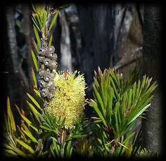 Melaleuca pityoides