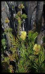 Melaleuca pityoides