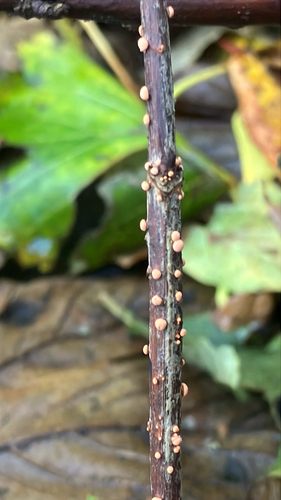 Nectria observed 2026-10-27