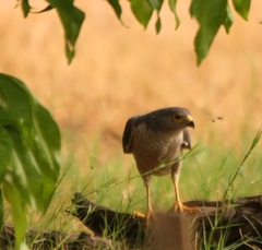 Accipiter minullus