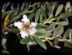 Leptospermum grandifolium