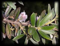 Leptospermum grandifolium