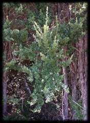 Leptospermum grandifolium