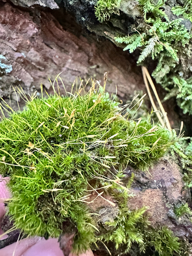 Dicranoweisia cirrata observed 2026-10-27