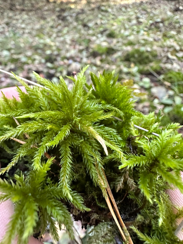 Climacium dendroides observed 2026-10-27