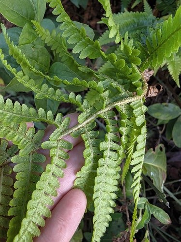 Dryopteris filix-mas observed 2026-10-27