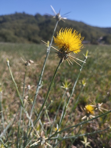Centaurea observed 2026-10-27
