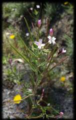 Epilobium sarmentaceum