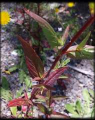 Epilobium sarmentaceum