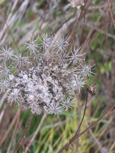 Daucus, 2026-10-27