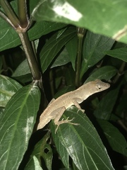 Anolis sagrei