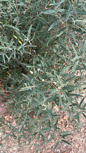 Phillyrea angustifolia, 2026-10-27