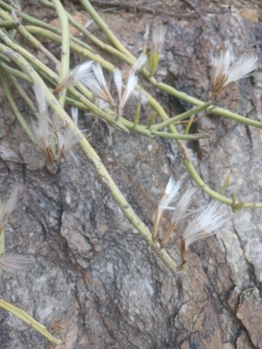 Senecio observed 2026-10-27