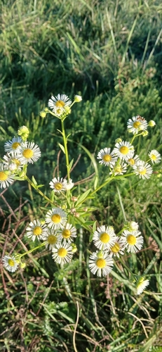 Erigeron annuus observed 2026-10-27
