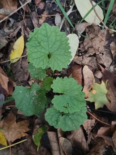 Arabis observed 2026-10-27
