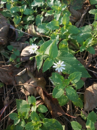 Stellaria observed 2026-10-27