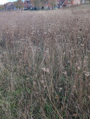 Daucus, 2026-10-27