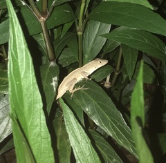 Anolis sagrei