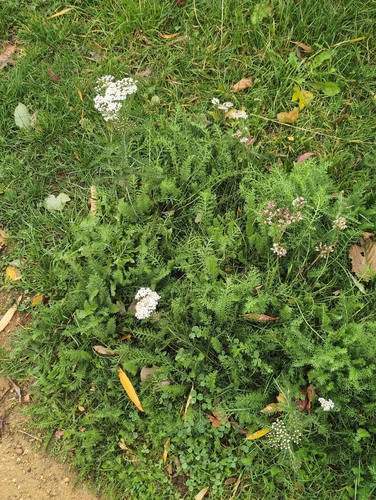 Achillea millefolium observed 2026-10-27
