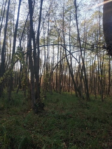 Alnus, 2026-10-27