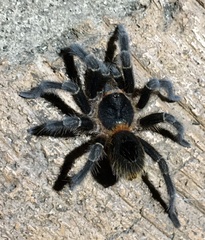 Homoeomma uruguayense