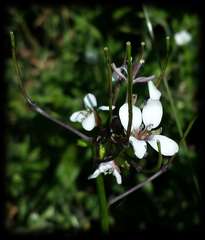 Rorippa dictyosperma