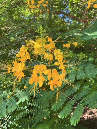 Caesalpinia pulcherrima observed 2026-10-27