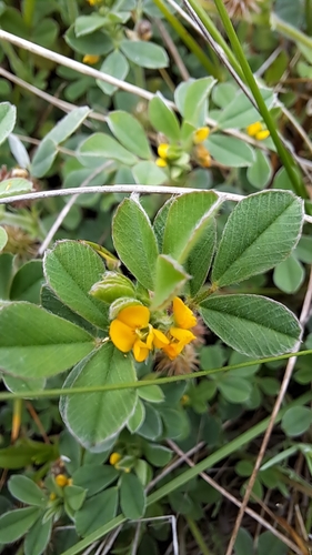 Medicago minima observed 2026-10-22