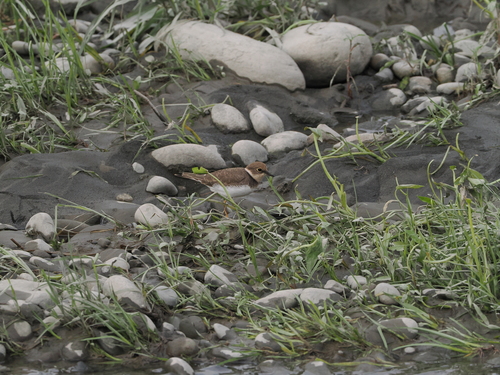 Charadrius dubius observed 2026-10-26