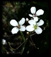 Rorippa dictyosperma