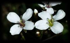 Rorippa dictyosperma